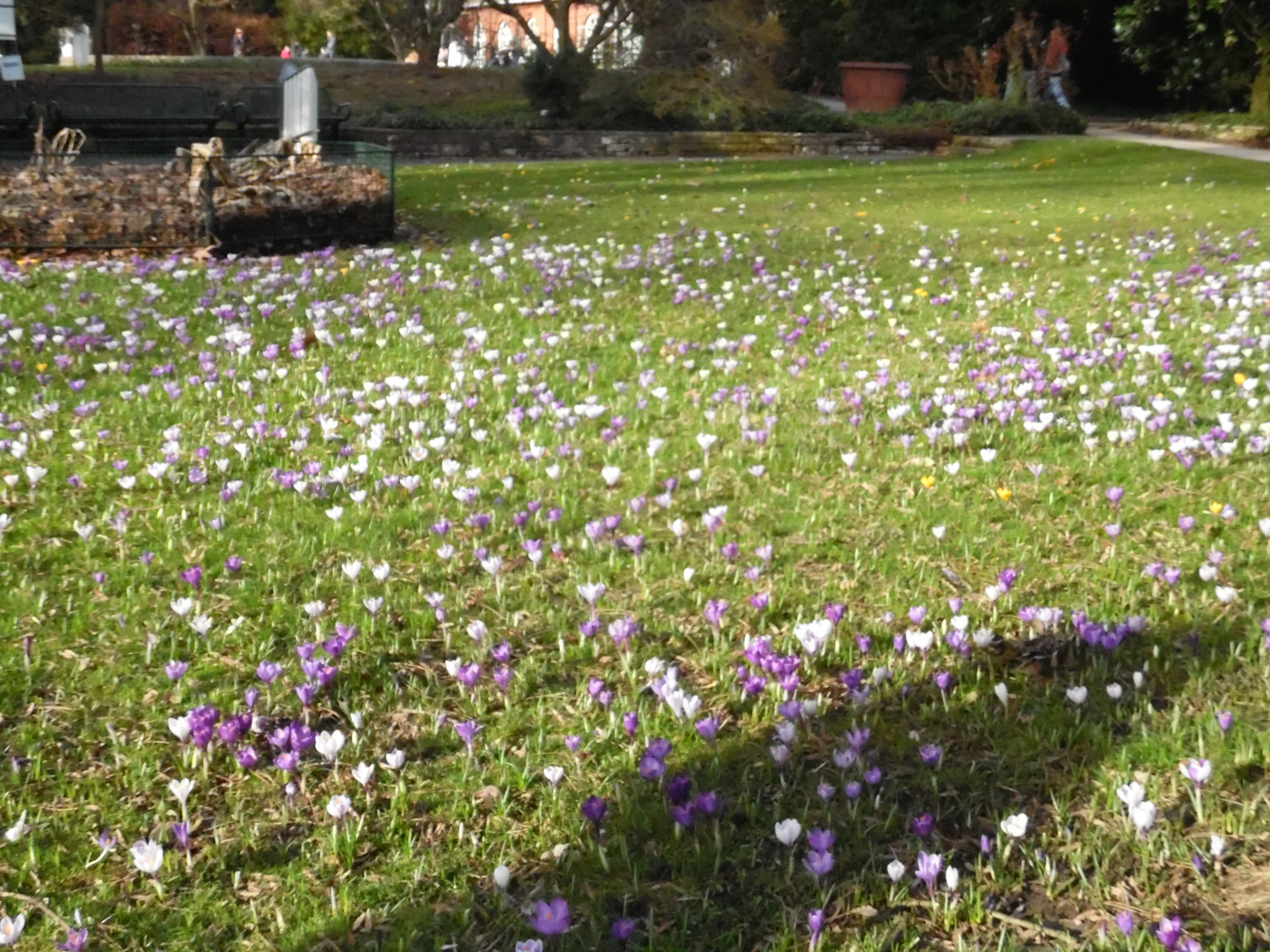 New tiny crocus blankets on the lawns